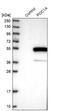 POC1 Centriolar Protein A antibody, NBP1-88008, Novus Biologicals, Western Blot image 