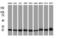 Phenylethanolamine N-methyltransferase antibody, LS-C172927, Lifespan Biosciences, Western Blot image 