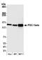 PPARG Coactivator 1 Beta antibody, A302-274A, Bethyl Labs, Western Blot image 