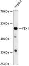 Y-Box Binding Protein 1 antibody, 16-186, ProSci, Western Blot image 