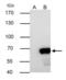 Nuclear pore glycoprotein p62 antibody, GTX107973, GeneTex, Immunoprecipitation image 