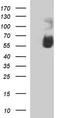 Sialic acid-binding Ig-like lectin 7 antibody, CF507377, Origene, Western Blot image 