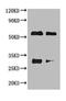 Horse IgG antibody, LS-C210756, Lifespan Biosciences, Western Blot image 