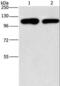 Phosphatidylinositol-4-phosphate 5-kinase type-1 gamma antibody, LS-C406169, Lifespan Biosciences, Western Blot image 