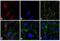 Rabbit IgG antibody, A-31577, Invitrogen Antibodies, Immunofluorescence image 