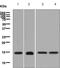 40S ribosomal protein S20 antibody, ab133776, Abcam, Western Blot image 