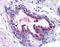 Dug antibody, orb345560, Biorbyt, Immunohistochemistry paraffin image 