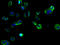 Transmembrane Protein 255B antibody, A61406-100, Epigentek, Immunofluorescence image 