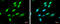 QKI, KH Domain Containing RNA Binding antibody, GTX115969, GeneTex, Immunofluorescence image 
