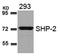 Protein Tyrosine Phosphatase Non-Receptor Type 11 antibody, orb14692, Biorbyt, Western Blot image 