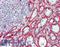 Ribosomal Protein L30 antibody, LS-B9822, Lifespan Biosciences, Immunohistochemistry frozen image 