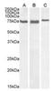 Heat Shock Protein Family A (Hsp70) Member 5 antibody, orb334057, Biorbyt, Western Blot image 
