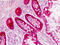 Anterior gradient protein 2 homolog antibody, MBS248305, MyBioSource, Immunohistochemistry frozen image 
