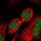 RUN And FYVE Domain Containing 2 antibody, NBP1-90448, Novus Biologicals, Immunofluorescence image 