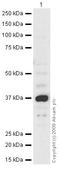 Protein Wnt-11 antibody, ab31962, Abcam, Western Blot image 