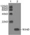 Ribosomal Protein S27 antibody, LS-B14107, Lifespan Biosciences, Western Blot image 
