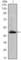 Hyaluronan Synthase 1 antibody, abx010957, Abbexa, Western Blot image 