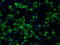CDGSH Iron Sulfur Domain 1 antibody, LS-C114985, Lifespan Biosciences, Immunofluorescence image 