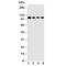 HSPH1 antibody, R30688, NSJ Bioreagents, Western Blot image 