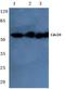 Cell Division Cycle 20 antibody, AP06783PU-N, Origene, Western Blot image 