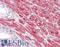Gremlin-2 antibody, LS-B8919, Lifespan Biosciences, Immunohistochemistry frozen image 