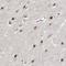 WW Domain Containing Adaptor With Coiled-Coil antibody, HPA036528, Atlas Antibodies, Immunohistochemistry frozen image 