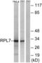 Ribosomal Protein L7 antibody, LS-B9252, Lifespan Biosciences, Western Blot image 
