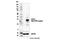 Suppressor Of Cytokine Signaling 1 antibody, 68631S, Cell Signaling Technology, Western Blot image 