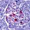 Endonuclease G, mitochondrial antibody, orb74478, Biorbyt, Immunohistochemistry paraffin image 