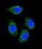 Vegi antibody, LS-C160074, Lifespan Biosciences, Immunofluorescence image 