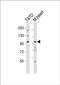 C-Type Lectin Domain Containing 16A antibody, PA5-72234, Invitrogen Antibodies, Western Blot image 