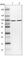 DEAD-Box Helicase 1 antibody, HPA034502, Atlas Antibodies, Western Blot image 