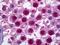 RHL antibody, orb95227, Biorbyt, Immunohistochemistry paraffin image 