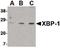X-Box Binding Protein 1 antibody, PA5-20217, Invitrogen Antibodies, Western Blot image 