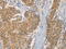 Fas-activated serine/threonine kinase antibody, TA349317, Origene, Immunohistochemistry frozen image 