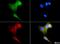 Hspa1 antibody, NBP1-77455, Novus Biologicals, Immunocytochemistry image 
