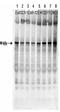 Parkin Coregulated antibody, orb345443, Biorbyt, Western Blot image 