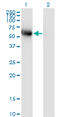 BLK Proto-Oncogene, Src Family Tyrosine Kinase antibody, LS-C196752, Lifespan Biosciences, Western Blot image 