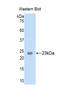 Peroxidasin antibody, LS-C295808, Lifespan Biosciences, Western Blot image 