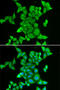 Striatin-3 antibody, LS-C747681, Lifespan Biosciences, Immunofluorescence image 