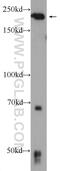 Dedicator Of Cytokinesis 6 antibody, 25087-1-AP, Proteintech Group, Western Blot image 
