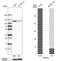 Gem Nuclear Organelle Associated Protein 4 antibody, HPA065699, Atlas Antibodies, Western Blot image 