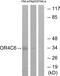 Olfactory Receptor Family 4 Subfamily C Member 6 antibody, GTX87659, GeneTex, Western Blot image 