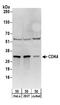 Cyclin Dependent Kinase 4 antibody, A304-225A, Bethyl Labs, Western Blot image 