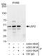 Upstream stimulatory factor 2 antibody, A303-541A, Bethyl Labs, Immunoprecipitation image 
