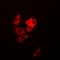 DAP1 antibody, orb378025, Biorbyt, Immunofluorescence image 