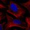 NUDT5 antibody, HPA019827, Atlas Antibodies, Immunocytochemistry image 