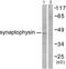 Synaptophysin antibody, TA312081, Origene, Western Blot image 