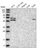 Gamma-Glutamyltransferase 6 antibody, PA5-55546, Invitrogen Antibodies, Western Blot image 