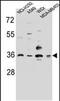 RIC3 Acetylcholine Receptor Chaperone antibody, PA5-48432, Invitrogen Antibodies, Western Blot image 